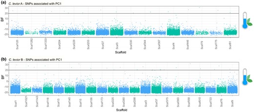 Overview of SNPs that are significantly correlated (Bayes Factor > 20) with PC1 (see Figure 2) in the environmental association studies in (a) C. levior A and (b) C. levior B. Only scaffolds that contain significantly associated SNPs are shown. X‐axis does not represent sequence length. SNPs are sorted by position on scaffolds