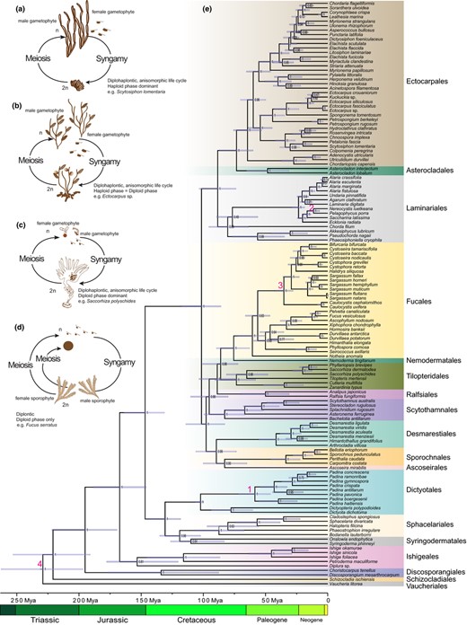 Schematic illustration of sexual life cycles of representative brown algae and brown algal phylogenetic tree. (a) Scytosiphon lomentaria (Lyngbye) Link: diplohaplontic, heteromorphic life cycle, haploid dominant; near‐isogametes (b) Ectocarpus sp.: diplohaplontic, isomorphic life cycle, with similar dominance in haploid and diploid phases (H=D); near‐isogametes; (c) Saccorhiza polyschides (Lightfoot) Batters: diplohaplontic, heteromorphic life cycle, with diploid dominance (D>>H); oogamous; (d) Fucus serratus L.: diplontic life cycle, only diploid phase; oogamous. H = haploid phase; D = diploid phase. (e) Phylogenetic tree using Bayesian analyses in BEAST. Node numbers indicate the posterior Bayesian support, node bars represent the 95% HPD (Highest Posterior Density) for the divergence times. Node calibration times are indicated by numbers 1–4