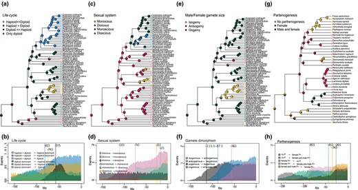 Maximum likelihood ancestral state reconstructions for the four‐brown algal life‐history traits. Pie charts and colours at each node represent the probabilities for each state. Colours at the tips represent the species states (a, c, e, g). Estimated number of transitions through time for the corresponding four life‐history traits (b, d, f, h). Coloured densities identify the mean number of events for each possible transition. Vertical lines and numbers denote the minimum age as the point in time, where at least one transition is recorded in 60% of the reconstructions. (a and b) Male and female gamete size; (c and d) sexual system, (e and f) type of life cycle, (g and h) parthenogenetic capacity. D>>H: diploid stage dominant; H>>D: haploid stage dominant; H=D: haploid and diploid stage with equal dominance