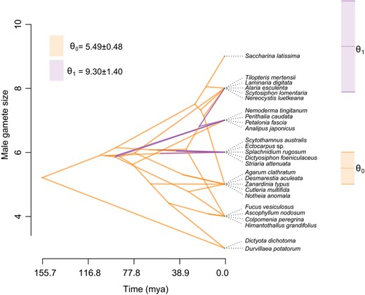 Phenogram for male gamete size and parameter estimation using Ornstein‐Uhlenbeck (OU) model. Colours denote the absence (θ0 in orange) and presence (θ1 in purple) of parthenogenesis of male gametes