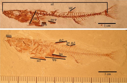 Phenotypes of a weakly armoured (above; 2 dorsal spines, vestigial pelvis) and strongly armoured (3 dorsal spines, full pelvis, first dorsal spine is indicated by an impression). Abbreviations: cleithrum (cle), dorsal fin ray (ldf), 2nd dorsal spine (ds2), 3rd dorsal spine (ds3), ectocoracoid (ect), pelvic girdle (tpg), pelvic girdle, anterior vestige (pg‐a), pelvic girdle, posterior vestige (pg‐p), pelvic spine (lps), premaxilla (pmx), pterygiophore (lpt), standard length (stl)