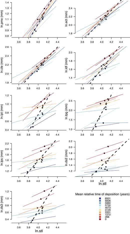 Static allometric relationships by trait by sample (thin black lines). Evolutionary allometric relationship is the OLS fit line through the sample means (heavy broken line). Axes are on a log (ln) scale. The top four traits are non‐armour traits. The bottom five traits are armour traits. Colour shows relative time of deposition, with blues being younger (time goes forward from red to blue)