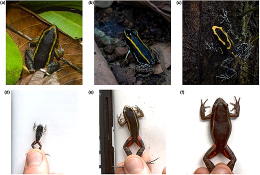 Study system. Top. Examples of convergent evolution in conspicuous colouration between Lithodytes lineatus (Leptodactylidae) and two poison frogs (Dendrobatidae), Phyllobates lugubris (allopatric) and Dendrobates tinctorius (sympatric): (a) = L. lineatus, (b) = P. lugubris, and (c) = D. tinctorius. Bottom. Size dependent colouring found in Lithodytes lineatus: (d) = small (19 mm), (e) = medium (38 mm) and (f) = large (58 mm). Photo credits: (a) = Martin Hinojosa, (b & c) = James B. Barnett and (d–f) = all authors.