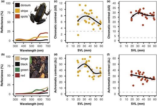 Visual modelling. Left: Spectrophotometry reflectance curves (300–700 nm) from (a) the dorsum, stripe and spots of a mid‐sized (39 mm) Lithodytes lineatus and (b) four colour classes of forest floor leaves (inset squares show exaggerated colours to differentiate plotted lines). There was minimal UV reflectance (300–400 nm) from the frog and from the leaf litter background. Middle and right: Internal pattern contrast represented as (c) chromatic and (d) achromatic contrast between the dorsum and the stripe, and (e) chromatic and (f) achromatic contrast between the dorsum and the spots. The solid black lines represent the estimated GAM smoothing curves, the grey shading represents 95% confidence intervals, and the horizontal dashed line represents the visual discrimination threshold (3 JND). There was no significant effect of body size on chromatic contrast, however, achromatic contrast changed with body size. The achromatic contrast of the stripes peaked in mid‐sized individuals, whereas the achromatic contrast of the spots decreased with increasing body size.