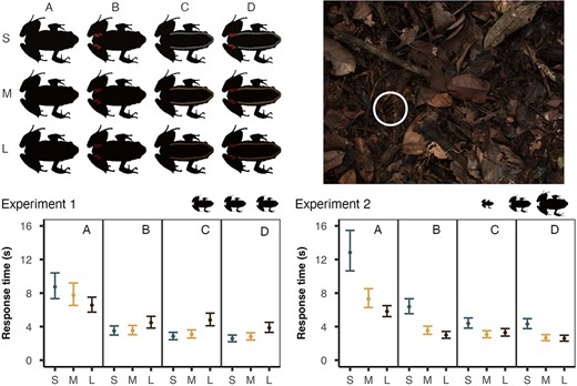 Detection experiments. Top‐left: The 12 colour treatments used in both experiments (S = small (<20 mm), M = medium (30–40 mm), L = large (>50 mm) | A = dorsal, B = dorsal and spot, C = dorsal and stripe, D = dorsal, stripe, and spot). Top‐right: An example of the experimental stimuli (treatment MD at 35 mm on the leaf litter background—highlighted by white circle). Bottom. Response time (seconds; means ±95% CI from the model) for each experiment (green = S, orange = M, black = L). Silhouettes indicate relative size between S, M, and L treatments. In experiment 1 (left) all treatments were presented at a standardized size (35 mm), and in experiment 2 (right) each size class was presented at its natural size (S = 20 mm, M = 35 mm and L = 50 mm).