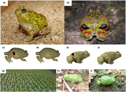 The Colombian four‐eyed frog, Pleurodema brachyops, in (a) resting posture and (b) defensive posture (note the eye‐like markings accompanied by conspicuous orange‐red spots, the body elevation, and the slight elevation of the posterior region of the body); and illustration of the four types of wax models deployed in the field: (c) defensive posture with visible eyespots/colour markings; (d) defensive posture without eyespots/colour markings; (e) resting posture with visible eyespots/colour markings; (f) resting posture without eyespots/colour markings; (g) Models ready to be deployed; (h) Non‐attacked model with resting posture and no eyespots/colour markings; (i) Model with defensive posture and eyespots/colour markings after a bird attack. Photos: (a), (c–i) Tatiana Hernández, (b) Giovanni Chaves.