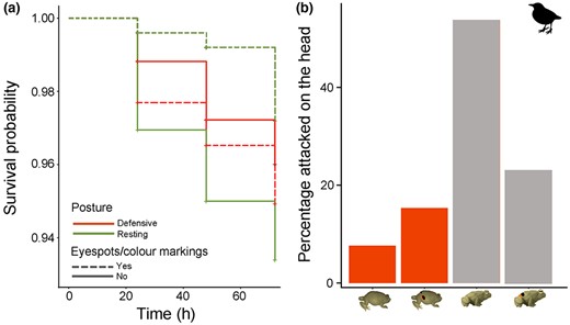 Avian predator attacks on the models deployed in the field. (a) Cumulative survival probability over time according to treatment. Models in resting posture with eyespots/colour markings had the highest survival, whereas models in resting posture and no eyespots/colour markings had the lowest. (b) Frequency of avian attacks on the head. Note that most attacks on the head were found on models in the resting posture (grey).