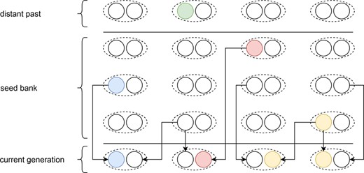 Schematic representation of our pseudo‐diploid weak dormancy seed bank model by a forward‐in‐time two‐step process in the spirit of Kaj et al., 2001 for haploid dormant seeds. The arrows originating from the parent or seed generation represent the geometric sampling process of the current generation, and the sampling of the individual within the given generation of the past based on the respective fitness value.