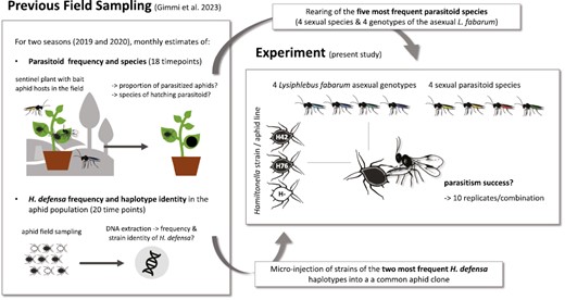Graphic overview of the background and setup of our experiment. The field sampling took place in three rural areas in close proximity (<15 km) to Zurich, Switzerland.