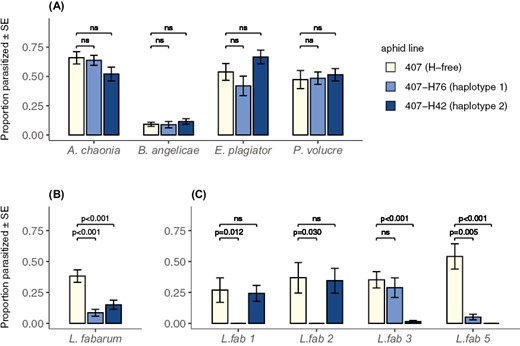 Mean parasitism rates calculated as number of mummies divided by number of exposed aphids. Panel (A) shows the four sexual parasitoid species on the x-axis, panel (B) shows the results for L. fabarum when averaging over the four different lines, and panel (C) shows each of the four different lines of L. fabarum separately. The p-values above the bars stem from pairwise Mann–Whitney U tests; values below 0.05 indicate a significant protective effect of the respective H. defensa strain against the wasp species or line after Bonferroni correction. Bar colours correspond to the three different aphid lines: 407 (light yellow, H. defensa-free), 407-H76 (light blue, H. defensa haplotype 1), and 407-H42 (dark blue, H. defensa haplotype 2).