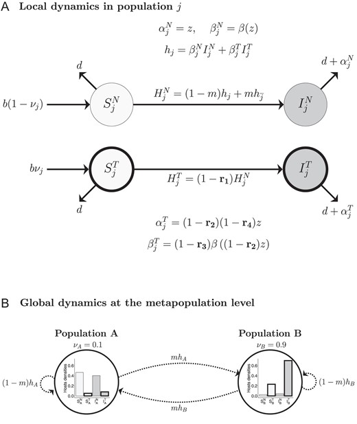 Schematic presentation of the model. (A) Life cycle of the host–pathogen interaction in the population j, showing transition rates between classes. Susceptible hosts are represented in light grey and infected hosts in dark grey, vaccinated hosts are in thick circle and naive hosts in thin. Four types of vaccines are considered: (1) anti-infection vaccines that reduce susceptibility to the pathogen (with efficacy r1), (2) anti-growth vaccines that reduce within-host replication and act on both transmission and virulence (with efficacy r2), (3) vaccines that only reduce transmissibility (with efficacy r3) and (4) vaccines that only reduce virulence (with efficacy r4). As shown in the figure, these vaccines affect the force of infection HjT, and the life history traits in the treated class (αjT and βjT). See the main text for more details about the mathematical expressions. (B) Transition rates in the metapopulation show how pathogens migration m affects the forces of infection and the prevalence in each population. Barplots of hosts densities are shown as examples of population structure at equilibrium with an anti-virulence vaccine, where νA=0.1, νB=0.9, r4=0.8, m=0.01, b=2 and d=1.