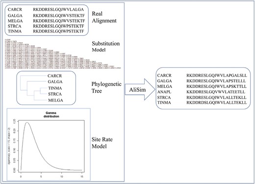The procedure to simulate an alignment using parameters from a real alignment, a predefined amino acid substitution model, a predefined phylogenetic tree, and a site rate heterogeneity model.