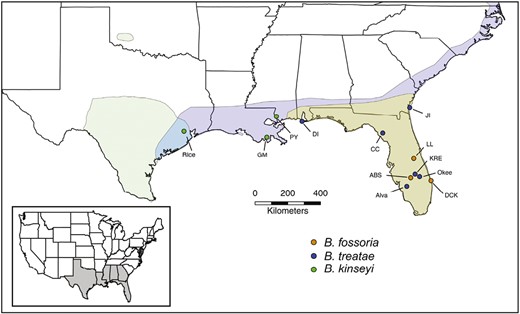 The geographic ranges of host plants used by gall wasps in the genus Belonocnema. Light green range is where Q. fusiformis lives (restricted mainly to central and south Texas), light blue range is where Q. virginiana is allopatric to Q. geminata, and light grey area is where both Q. virginiana and Q. geminata are present (modified from Driscoe et al., 2019). Also shown are the collection sites where different species of adult Belonocnema were sampled for habitat isolation and sexual isolation experiments: green—B. kinseyi, blue—B. treatae, and orange—B. fossoria. This color scheme is used throughout all figures to represent each Belonocnema taxa.