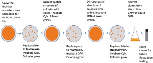Overview of the antibiotic selection experimental protocol.