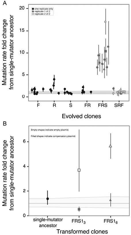 (A, B) Mutation rates to nalidixic acid resistance for all measured clones. The thick horizontal grey line represents the ancestral mutation rate to nalidixic acid resistance relative to itself; the thin lines above and below it represent the 95% confidence limits on the ancestral mutation rate. Error bars on the individual points represent 95% confidence limits on the mutation rates obtained from fluctuation assays, normalized by dividing each by the ancestral mutation rate. (See Supplementary Table S1 for absolute mutation rate and confidence limit values.) (A) Mutation rates in clone postantibiotic exposure, plotted relative to the mutation rate of the single-mutator ancestor. F = fosfomycin exposure only; R = rifampicin only; S = streptomycin only; FR = fosfomycin, then rifampicin; FRS = fosfomycin, then rifampicin, then streptomycin; SRF = streptomycin, then rifampicin, then fosfomycin. The data include numerous different groups of fluctuation assays in which the ancestor was always measured alongside the evolved clones. Although the ancestral mutation rate estimate was approximately constant, its confidence intervals varied across assays. For each treatment (F, R, S, etc.), the 95% confidence limits plotted for the ancestral mutation rate represent the highest and lowest values obtained from the relevant group of assays. For FRS and SRF, the shading difference indicates clones isolated from two different replicate experiments. In FRS, the square and triangle represent two clones (FRS13 and FRS16, respectively; see Appendix) whose genomes were sequenced. (B) Transformation with a mutT+ plasmid restores the ancestral mutation rate in clones that had evolved elevated mutation rates. Here the thick grey line represents the mutation rate of the ancestor transformed with an empty control plasmid. Filled circle represents mutation rate in the ancestral clone transformed with a mutT+ plasmid. Squares and triangles represent mutation rates (relative to the ancestral rate) in two evolved clones with elevated mutation rates that were both found to harbour a mutT frameshift. Filled square and triangle represent mutation rates after transformation with mutT+ plasmid; open square and triangle represent mutation rates after transformation with empty control plasmid.