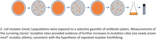 Graphical Abstract