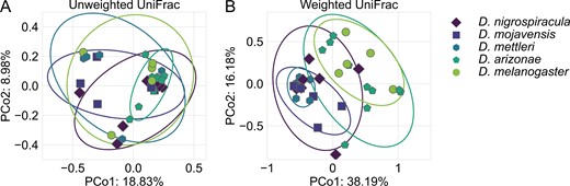 The bacterial communities associated with the sampled Drosophila hosts do not vary in composition (A) but vary in structure between generalists (D. melanogaster and D. arizonae) and cactus specialists (D. mojavensis, D. mettleri, and D. nigrospiracula) (B). In both principal component analysis plots, each point represents a bacterial community, and points that are closer to each other are more similar. (A) Principal component analysis was performed based on unweighted UniFrac distances, which considers community composition and phylogeny, but not relative abundances. (B) Principal component analysis was performed using weighted UniFrac distances, which considers community composition and phylogeny, as well as the relative abundance of each bacterial population. In each plot, ellipses represent two standard deviation confidence intervals.