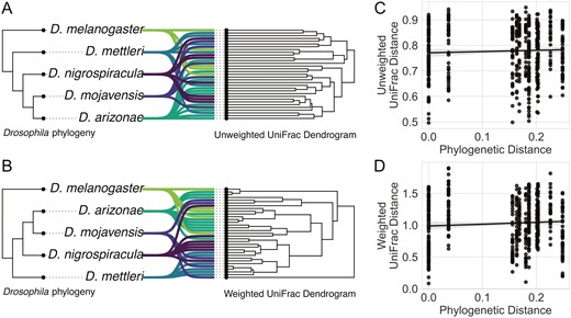 Bacterial community composition and structure do not vary with host phylogeny. Tree congruence plots show the relationship between the sampled Drosophila phylogeny and dissimilarity of the bacterial communities, as measured by (A) unweighted UniFrac and (B) weighted UniFrac. Tree congruence plots show the Drosophila phylogeny on the left and dendrogram of their associated bacterial communities on the right, and each line represents an individual bacterial community. Overall, there is a lack of topological congruence between the Drosophila phylogeny and their bacterial community composition and structure. (C) and (D) show the correlation between phylogenetic distance between hosts and dissimilarity between their community composition (unweighted UniFrac) and structure (weighted UniFrac), respectively. If more distantly related hosts had less similar bacterial communities, these plots would show negative correlations. However, no correlation is apparent.
