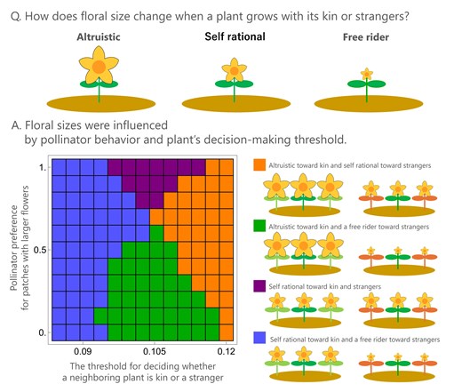 きょうだいと育つと花が大きくなる?その条件を理論的に解明 きょうだいと育つと花が大きくなる?その条件を理論的に解明