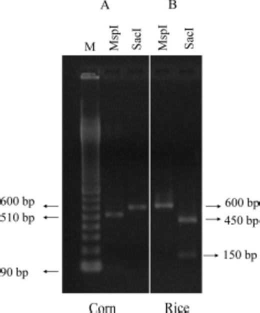 Agarose gel displaying PCR- amplified fragments of COI mitochondrial region of S. frugiperda larvae produced by the JM 76/JM77 primers pair and digested with MspI and SacI enzymes. (A) Samples belonging to corn strain. (B) Samples belonging rice strain. The uncut fragment is 600 bp and M denote molecular marker.