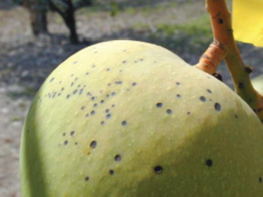 fruit damaged by formic acid weaver green ants
