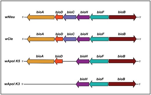 (A) Cockroach families and species PCR screened for the presence of Wolbachia. Species in red fonts are strongly positive for Wolbachia (B) Cockroach PCR gels show amplicons from 16 cockroach species. wsp (top), virD4 (middle) primers, and histone (bottom—control for DNA quality). Water, Wolbachia-cured Drosophila simulans, and D. melanogaster are negative controls. Wolbachia-infected D. simulans and D. melanogaster are positive controls. Four cockroach species are strongly positive for Wolbachia: Balta notulata, Supella longipalpa, Pseudomorphs septentrionalis, and Gromophorina portentosa. Others are negative. For each amplicon (i.e., wsp, virD4, or histone), corresponding cropped gels (i.e., gels separated by white space in B) were derived from the same PCR reaction. All gels were processed in parallel using Adobe Photoshop 2020. The full-length original gels are provided (see Supplementary Appendix 3).