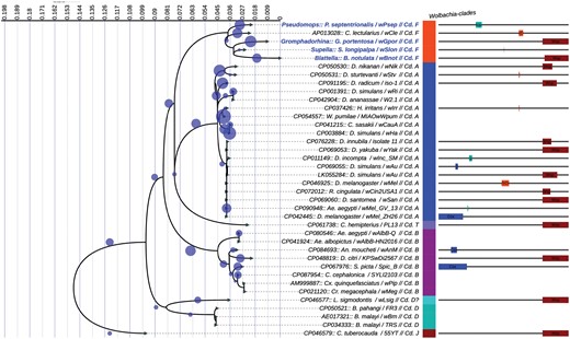 Maximum likelihood (ML) phylogeny showing the distribution of Wolbachia clades. The tree corresponds to the IQTREE inferred from 38 concatenated genes. A total of 1,544 positions with 28.7% of informative sites. Accession numbers and species names are indicated at the tip of each branch. The bold blue label indicates the sequence obtained in the study. The tree includes 908 query sequences (blue circle) representing all GenBank entries of Wolbachia gene sequences. The color-coded bare indicated the result of delimitation algorithms. The size and position of recombination events throughout the alignment are shown.