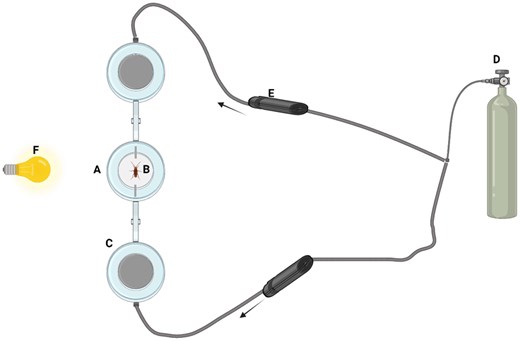 Schematic representation of the two-choice olfactometer setup created in https://BioRender.com. This schematic illustrates the experimental design of the two-choice olfactometer used to evaluate the behavioral responses of German cockroach strains to essential oil formulations. A) Central Petri dish (100 × 15 mm), where the cockroach is initially introduced. The central dish is exposed to white, fluorescent light (0.02 lux) to encourage movement. B) Male cockroach placed in the middle Petri dish as the test subject. C) Left and right Petri dishes serve as the treatment and control chambers, respectively. These dishes are covered with aluminum foil to provide potential harborage and eliminate light exposure. D) Independent air sources supply constant airflow into the left and right Petri dishes, facilitating odor delivery. E) Syringe barrels (5 mL), modified by removing the plungers and cutting both ends to create tubes, connect the 3 Petri dishes serially. F) White, fluorescent light source illuminating the central Petri dish. A filter paper treated with either the essential oil formulation (treatment) or acetone (control) was placed in the syringe barrels connecting the central Petri dish to the respective treatment or control chambers. The alternating position of treatment and control sides minimized positional bias. This setup allowed the cockroach to choose between the treatment and control chambers, with choices recorded based on the direction of movement through the syringe barrels.
