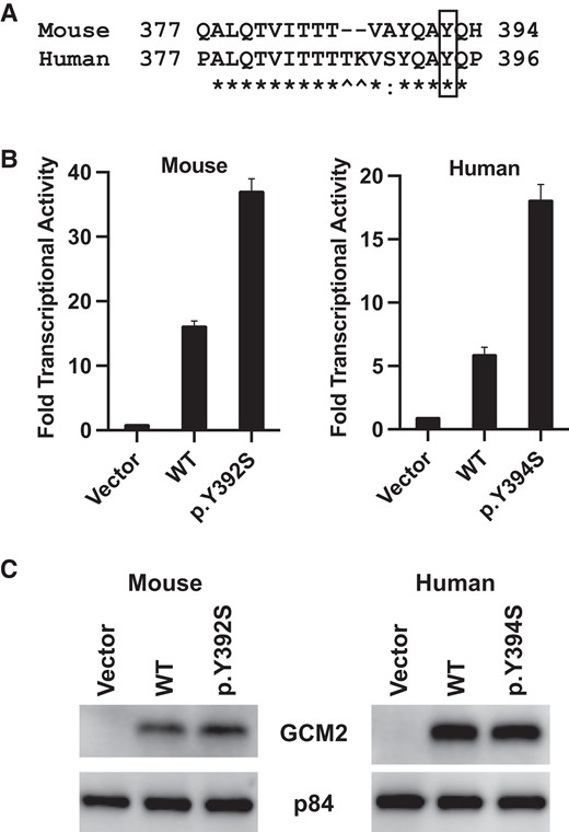 Mouse Gcm2 variant p.Y392S shows enhanced transcriptional activity. (A) Homology of mouse and human GCM2. Protein sequence alignment of mouse and human GCM2 was retrieved from NCBI HomoloGene. Protein homology is shown of a 20 amino acid region containing the C-terminal conserved inhibitory domain (CCID). The variant p.Y394S in human GCM2 corresponds to p.Y392S in mouse Gcm2, marked with a box; * indicates identical residue; a colon (:) indicates conserved residue; and ^ marks the 2 residues that are absent in the mouse sequence. (B) Transcriptional activity of mouse and human GCM2 protein and variants. HEK293 cells were transfected with the pGL4-6xGBS-Luc luciferase reporter plasmid together with the indicated plasmids (empty vector, FLAG-tagged WT GCM2, or FLAG-tagged variant). Cell lysates were analyzed for luciferase activity counts using a Luminometer. The ratio of luciferase activity counts of GCM2 plasmids (WT or variant) over empty vector was plotted as mean and SD from 3 independent experiments, representing fold increase of transcriptional activity. (C) Representative immunoblots from luciferase assay data shown in B. Equal amounts of cell lysates from each transfection were analyzed with anti-FLAG to detect the transfected GCM2 (WT or variant). Anti-p84 was used as the loading control.