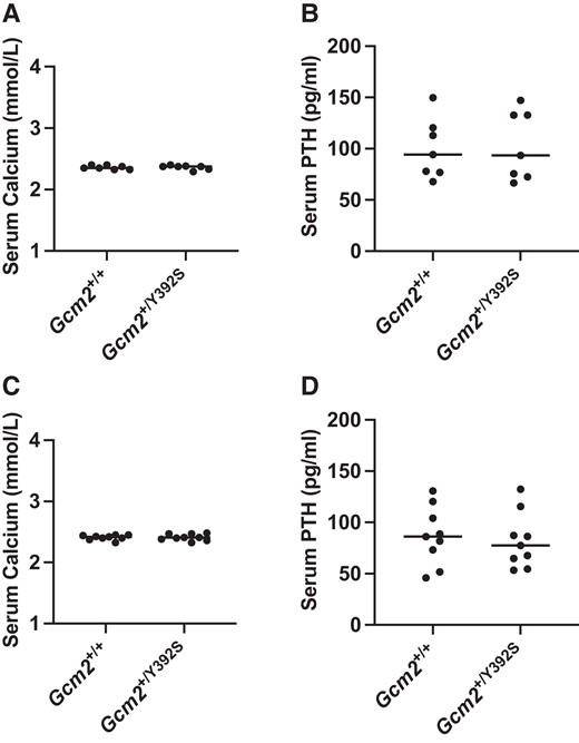 Knock-in of the Gcm2 variant p.Y392S shows normal serum calcium and PTH at age 6 months and 12-15 months. Calcium and parathyroid hormone (PTH) assay. At age 6 months, in n = 7 mice (A and B) and age 12-15 months, in n = 9 mice (C and D), the circulating calcium and PTH levels are shown in Gcm2+/+ and Gcm2+/Y392S mice. Both Gcm2+/+ and Gcm2+/Y392S mice show normal levels of calcium and PTH.