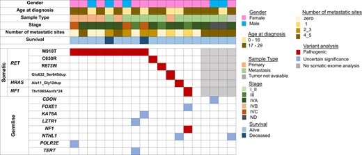 Mutational profile of the 19 sporadic MTC cases diagnosed before 30 years old, identified by the somatic (top) and germline (bottom) exome. Each column corresponds to a single case. Genetic variations are listed on the left. The red squares correspond to pathogenic variants, whereas the blue squares correspond to variants of uncertain significance (VUS) for the MTC phenotype and the gray squares identify 4 cases without somatic exome analysis: tumor not available (1 case) and bad quality DNA (3 cases).