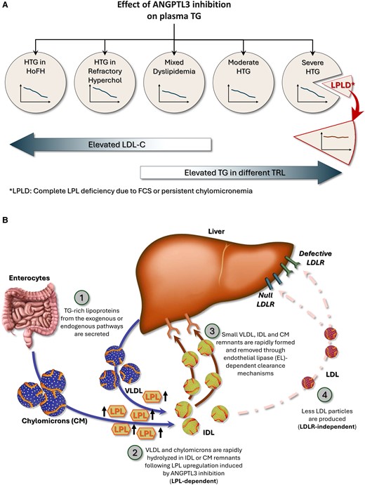Spectrum and mechanisms of action of ANGPTL3 inhibition. ANGPTL3 inhibition decreases TG levels in a large spectrum of lipid disorders from homozygous familial hypercholesterolemia to persistent chylomicronemia provided that LPL is bioavailable (Fig. 1A). In patients with complete LPL deficiency and persistent chylomicronemia, ANGPTL3 inhibition does not decrease TG levels since it requires LPL to be effective (LPL-dependent). As illustrated in Fig. 1B, it is likely that following ANGPTL3 inhibition, TG-rich lipoproteins from both the exogenous or endogenous pathways (chylomicrons and VLDL) are secreted (1) and are rapidly hydrolyzed following LPL upregulation (2). IDL and chylomicrons remnants are then promptly removed from the bloodstream and internalized through endothelial lipase-dependent clearance mechanisms (3). Fewer LDL particles are formed, which allows evinacumab to be effective even in the absence of competent LDLRs (LDLR-independent pathway) (4).