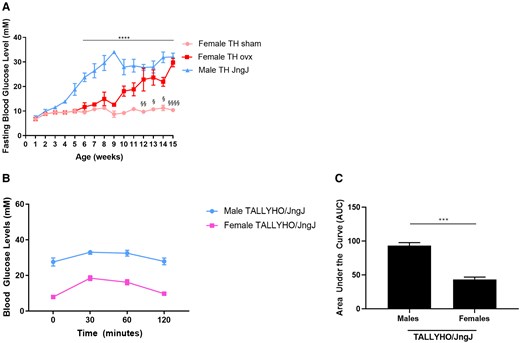 (A) Fasting blood glucose levels in female sham-operated and ovariectomized (ovx) and age-matched male TALLYHO/JngJ (TH). ****P < .0001 male TH vs age-matched female TH sham. § P < .05 female TH sham vs age-matched female TH ovx, §§ P < .01 female TH sham vs age-matched female TH ovx, §§§§ P < .0001 female TH sham vs age-matched female TH ovx. n = 4 to 10 per experimental group. Bars represent standard error of the mean (SEM). (B, C) Glucose tolerance test in 5-week-old female and male TH. ***P < .001; n = 4 per experimental group. Bars represent SEM. Average glucose levels (mmol/L) female TALLYHO/JngJ: 7.9 (0 minutes); 18.47 (30 minutes); 16.20 (60 minutes); 9.75 (120 minutes). Average glucose levels (mmol/L) male TALLYHO/JngJ: 27.55 (0 minutes); 33 (30 minutes); 32.47 (60 minutes); 27.87 (120 minutes).