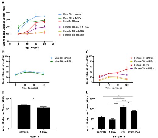 (A) Fasting blood glucose levels in female sham-operated, ovariectomized (ovx) and age-matched male TALLYHO/JngJ either treated or not with the chemical chaperone 4-PBA. *P < .05 male TH control vs age-matched male TH treated with 4-PBA. *P < .05 female TH ovx vs age-matched female TH ovx treated with 4-PBA, **P < .01 female TH ovx vs age-matched female TH ovx treated with 4-PBA, n = 4 to 10 per group. Bars represent standard error of the mean (SEM). Glucose tolerance test (GTT) in 20-week-old male (A, C) and age-matched female sham-operated, ovariectomized (ovx) (B, D) TALLYHO/JngJ either treated or not with the chemical chaperone 4-PBA. *P < .05, ***P < .001, ****P < .0001. n = 4 per group. Bars represent SEM.