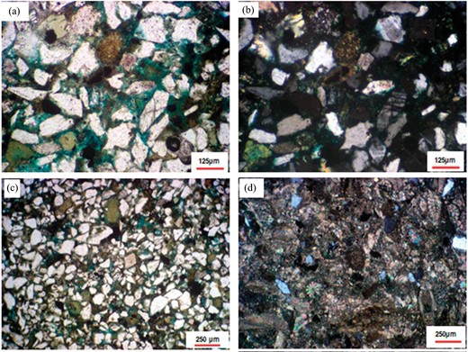 (a) Fractured quartz grains, (b) altered and cracked K-feldspars, (c) sandstone showing glauconite and partial cementation, and (d) sandy wackestone with foraminiferal and echinoids tests.