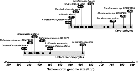 Summary of known or estimated nucleomorph genome sizes in cryptophyte and chlorarachniophyte algae. Genome sizes determined by complete genome sequencing (Douglas et al. 2001; Gilson et al. 2006; Lane et al. 2007) are represented as squares, whereas size estimates obtained by pulsed-field gel electrophoresis are indicated as circles (Eschbach et al. 1991; Rensing et al. 1994; Gilson and McFadden 1999; Lane et al. 2006; Silver et al. 2007; Lane and Archibald 2008; Phipps et al. 2008).