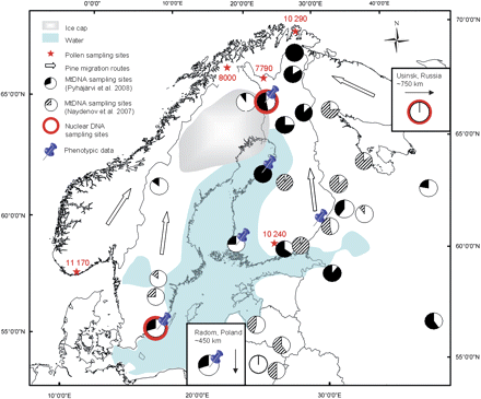 Map showing the distribution of mitochondrial haplotypes, the locations of nuclear DNA sampling site, and origins of the phenotypic data used in the common greenhouse experiments in Pinus sylvestris populations, as well as exemplary dates (in calibrated years before present) of rising Pinus pollen curves (Donner et al. 1978; Seppä 1996; Vorren et al. 1996; Eronen et al. 1999; Eide et al. 2006). Possible migration routes of Scots pine are marked with arrows. The ice cap and water body represent the Ancylus lake situation approximately 10,000 years before present. In pie diagrams, the mitochondrial haplotype frequencies are indicated by white (type A, called AA in Naydenov et al. 2007) and black or striped (type C, called BA in Naydenov et al. 2007).