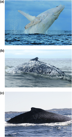 Photographs of humpback whales representing 3 color phenotypes. (a) White (Migaloo) (Copyright D.P.), (b) mottled (c), and black dorsal.