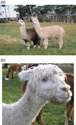 Photograph of an alpaca with (a) the typical gray fleece phenotype characterized by white face, chest, and feet (left) standing next to an all white alpaca (right) and (b) the BEW phenotype, which is characterized by a solid white coat, blue irides, and often deafness.