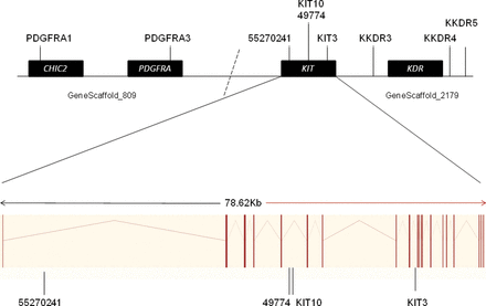 The positions of microsatellite markers used in this study, relative to gene positions. Markers were derived from 2 scaffolds from the Vicugna pacos Ensembl genome (GeneScaffold_809 and GeneScaffold_2179). The dotted line represents the hypothetical join between these scaffolds based on conservation of this gene order in human, bovine, murine, and canine genomes (http://www.ensembl.org/). The lower part of the figure shows the 29 exons of the alpaca KIT gene as vertical bars separated by intronic sequences.