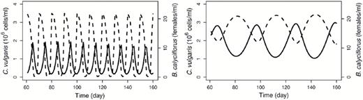 This figure is modified from the original presented as Fig. 1 in Yoshida et al. (2004). The figure depicts predator–prey oscillations in either the absence (left panel) or presence (right panel) of prey evolution. The left panel characterizes the oscillation of prey (the algae Chlorella vulgaris, dashed line) and predator (the rotifer Brachonis calyciflorus, solid line) when the chemostat (or simulation) is initiated with a single clone of prey. The right panel illustrates the same interaction when multiple clones of prey are present. If there are multiple clones, then evolution is possible via changes in the relative abundance of clones.