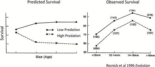 Predicted and observed size-specific mortality in guppies. For our results to be consistent with the theory used to predict the evolution of guppy life histories, there must be an interaction between size/age class and risk of mortality, such that the risk of mortality increase faster with age in high predation environments than low predation environments. The left hand panel illustrates one such predicted interaction profile. The y axis depicts the probability of survival while the x axis depicts 4 size(age) classes, with the smallest(youngest) on the left and progressively older(larger) individuals to the right. Our results (right panel) confirm that guppies sustain higher mortality risk in high predation environments, but without the predicted interaction between size and predation. Here, the y axis depicts the probability of recapture after 12 days and the x axis depicts 4 different size classes of fish. Guppies have indeterminate growth. Size is well correlated with age. The results in the right panel are a composite of 14 mark-recapture studies, 7 each in high and low predation environments.