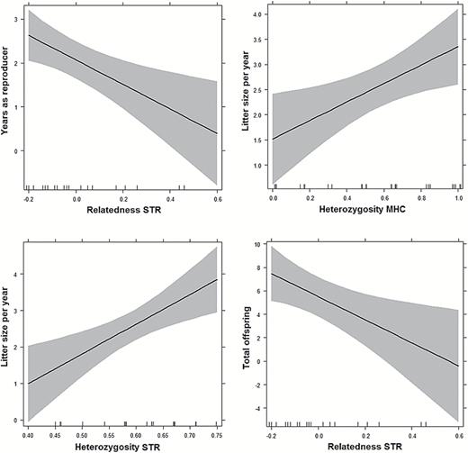 Effect plots of the multiple regressions between fitness proxies of breeding wolves (Y axis) and their significant explanatory genetic variables (X axis), as deduced from the best generalized linear mixed models (Table 3). Tic marks on horizontal axes indicate observations and shaded areas underlie 95% confidence intervals. The number of years as reproducers (top-left) was significantly correlated to the relatedness at the 12 microsatellites, with a negative effect. The average litter size per year (top-right and bottom-left) was positively correlated to the heterozygosity at MHC and STR loci, whereas the total offspring (bottom-right) was correlated to the relatedness at STR loci, with a negative effect.
