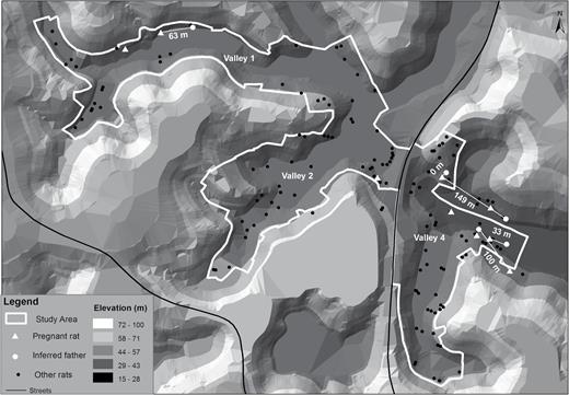 The 3 valley study area of Pau da Lima. White triangles indicate the location where pregnant rats (included in this study) were caught. White dots show the location of inferred sires. Straight white lines and numbers indicate distance (m) between pregnant rats and inferred sires. Black dots indicate all other rats sampled during May and July of 2013. Black lines indicate the location of streets. Topography generated by a digital terrain model is shown in different categories of elevation.