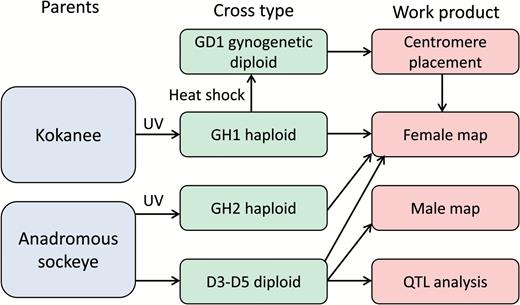 Workflow for this study. The study included a haploid and gynogenetic diploid family of kokanee (freshwater resident sockeye salmon) sampled at the southern end of the species range and haploid and diploid families of anadromous sockeye salmon sampled at the northern end of the species range (GH2, D3–D5). Gynogenetic haploids (families GH1, GH2) were created by combining eggs and UV irradiated sperm and gynogenetic diploids (family GD1) were created by heat shocking eggs and UV irradiated sperm after fertilization. Diploids (families D3-D5) were created by mating wild individuals from a single population. The female linkage map included data from all 5 families and centromeres were placed on this map using knowledge of recombination events available from the gynogenetic diploids. The male map was constructed using only the diploid families because gynogenetic haploid families do not include information about recombination events in males. QTL analysis for 4 phenotypic traits was conducted for each of the diploid families (D3–D5). Haploid families were not used for QTL analysis because haploid embryos do not survive past hatch. Additional information on each family including sample size can be found in Table 1. Colors are viewable in the online version of the article.