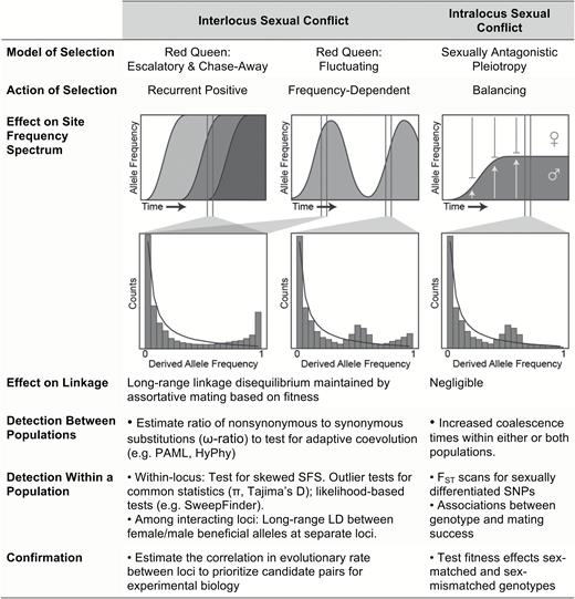 The effects of sexual conflict on polymorphism and linkage and methods for their detection. Interlocus and intralocus sexual conflict represent specific instances of broader categories of selection. Trajectories of conflict-associated alleles are shown through time, with unique alleles shown in shades of gray. Representative shifts in the SFS surrounding conflict alleles are shown below their respective trajectories. Solid lines represent the neutral expectation based on Watterson (1975). Effects on linkage and methods for detection are summarized below and in the text.