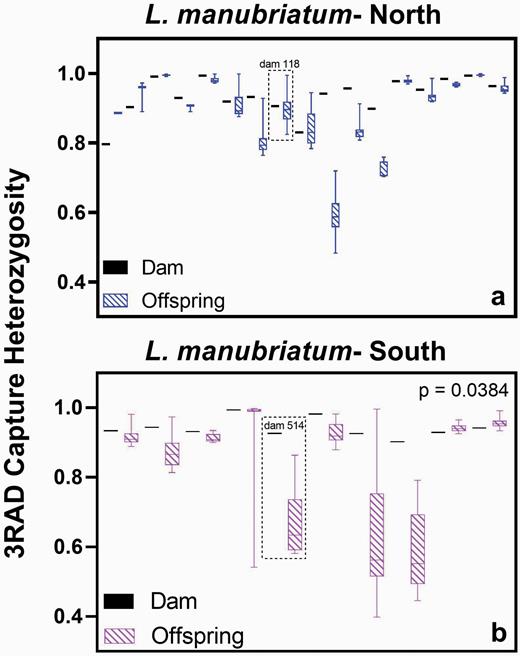 Heterozygosity of facultatively parthenogenetic L. manubriatum dams and offspring from (a) northern and (b) southern populations. A paired t-test between dam and average offspring heterozygosity was statistically significant only for southern L. manubriatum. However, a one-way ANOVA of combined species groups reveals a P-value of 0.0006, with a post hoc Tukey test on L. tohokuense (GBS) and L. manubriatum-South (GBS) yielding P < 0.05. Dams #118 (North) and #514 (South) are highlighted due to their divergent clone probabilities (Figure 5).