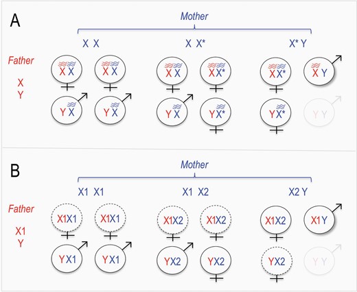 Outcomes of crosses under known and proposed feminizing X chromosome systems. (A) Under known feminizing X chromosome systems, the feminizing X chromosome (X*) causes feminization of X*Y individuals. In crosses between X*Y females and XY males, the inviability of YY offspring (faint) leads to 2/3 of surviving offspring inheriting the X* chromosome. (B) The sex chromosome system of L. mandarinus resembles known feminizing X chromosome systems, with the X2 and X1 chromosomes fulfilling the roles of feminizing and non-feminizing X chromosomes, respectively. In addition, dotted outlines represent classes of offspring that are less frequent than would be expected from Mendelian inheritance.
