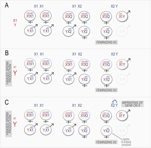 A 3-step model for the origins of the complex mandarin vole sex chromosome system. (A) The X2 chromosome arises as a “feminizing” X chromosome, due to the fact that inviability of YY offspring leads to a transmission advantage in X2Y x X1Y crosses. (B) In response to female-biased sex ratios due to the presence of X2 in the population, males evolve Y-biased sperm production, leading to underproduction of various offspring classes (dotted outlines). (C) Also in response to female-biased sex ratios, a Y-linked gene evolves the ability to impose maternal imprinting on an essential X-linked factor, leading to inviability of X2Y offspring, and thus shifting offspring production towards X1X2 and X1Y offspring. Wavy lines indicate gene expression of an essential X-linked product, “m” indicates silencing of the gene in offspring (“imprinting’, e.g., by methylation).