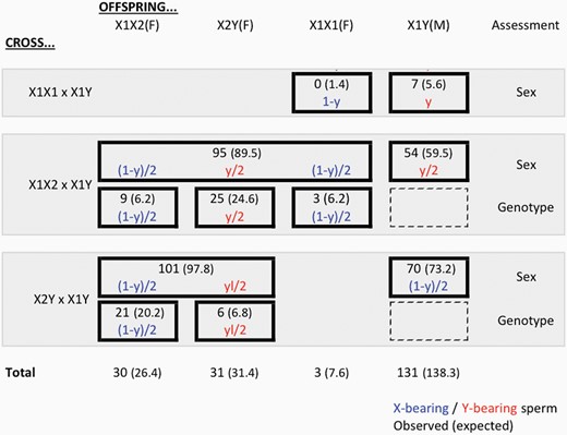 Results of crosses of L. mandarinus. Tests of either sex (male versus female) or genotyping of females were performed for 3 crosses in L. mandarinus. For each cross, the observed numbers are given, with the expected numbers assuming the maximum likelihood values for the fraction of Y-bearing sperm (y) and for the fraction of X2Y offspring of X2Y mothers that survive (l), as described in the text. Data are from Romanenko et al. (2020).